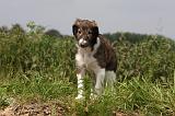 BARZOI 034